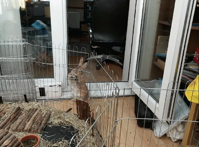 The Latch Is No Problem for Bunny, But She Has Trouble Actually Getting the Door Open