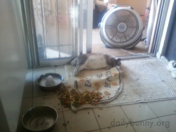Bunny Before and After a Meal 2