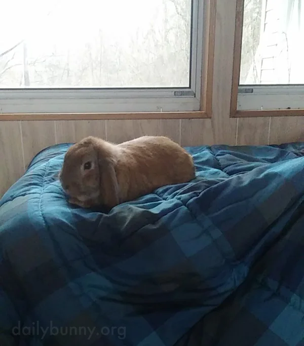 Bunny Somehow Doesn't Mind How Chilly It Is on the Back Porch