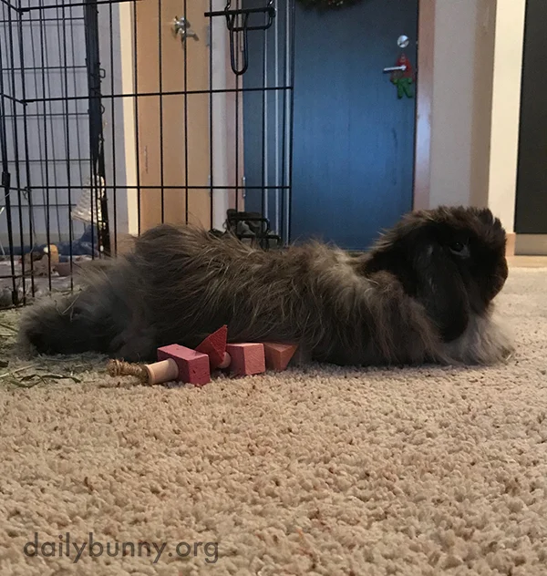 Bunny Is Really Settling into His New Home