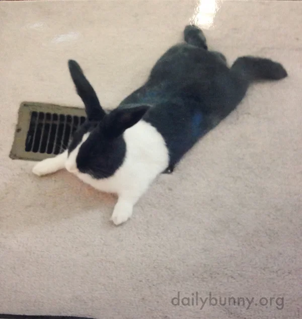 Bunny Sploot