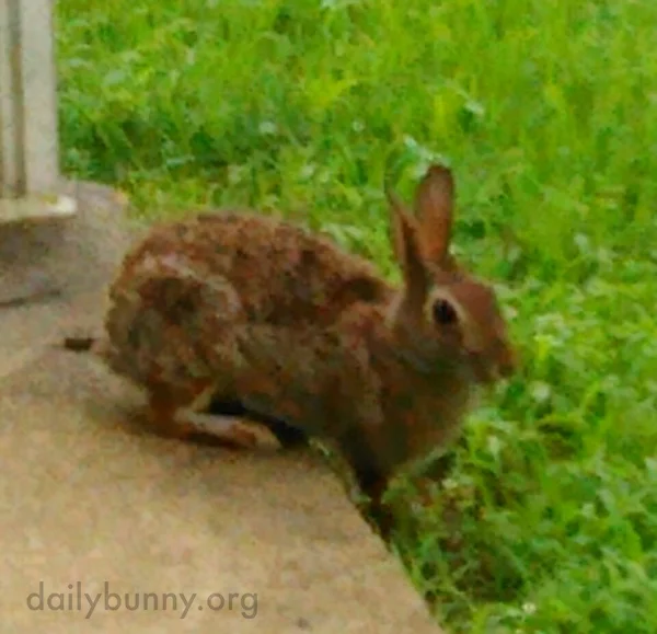 Wild Bunny Visits Her Human Friend
