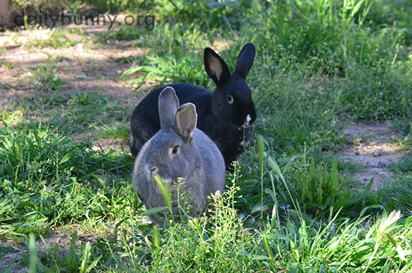 Bunnies Get Out Among the New Greenery