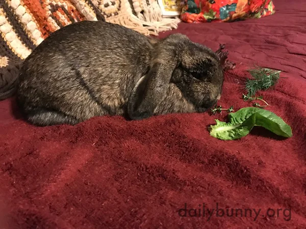 Newly-Spayed Bunny Is Not Tempted by These Greens 1