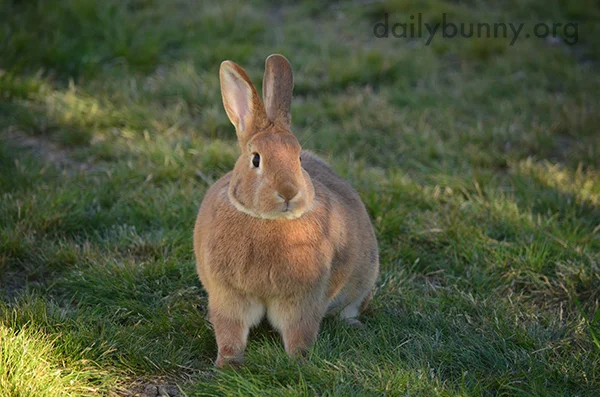 I Bet When Bunny Loafs She Looks Like a Proper Loaf of Bread