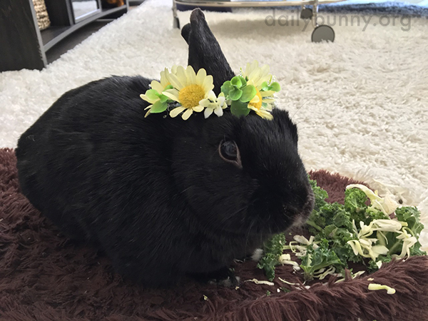 Bunny Celebrates the Arrival of Spring with a Flower Crown - and a Snack 1