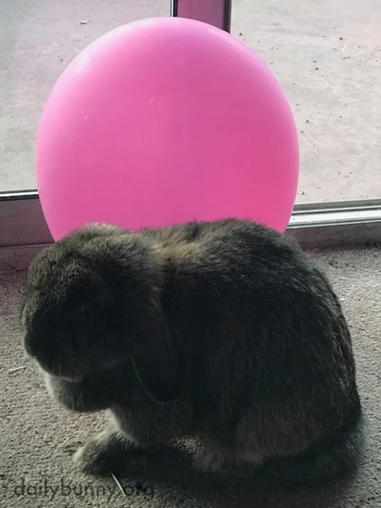 Which Is Rounder, the Bunny or the Balloon?