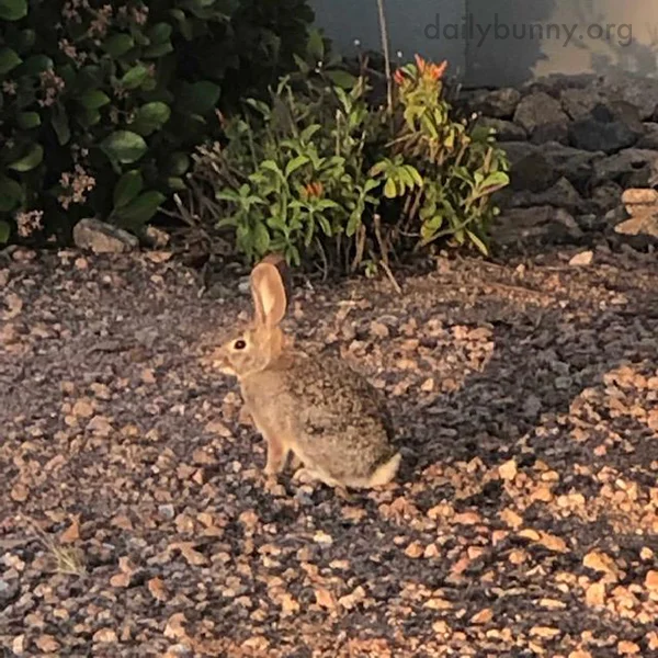 Wild Bunny Blends in Quite Well with Her Surroundings