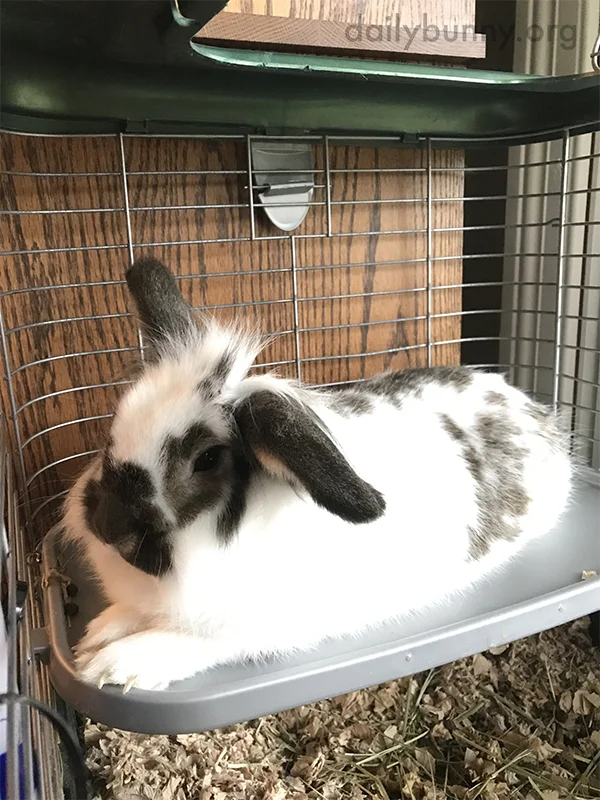 Bunny Relaxes on His Platform