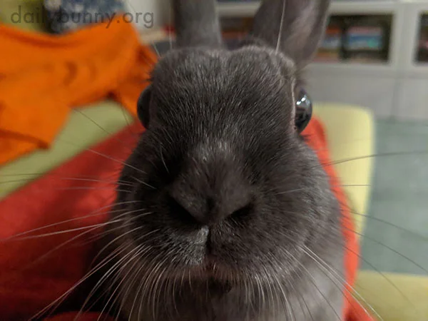 A Human-Bunny Staredown Is No Contest