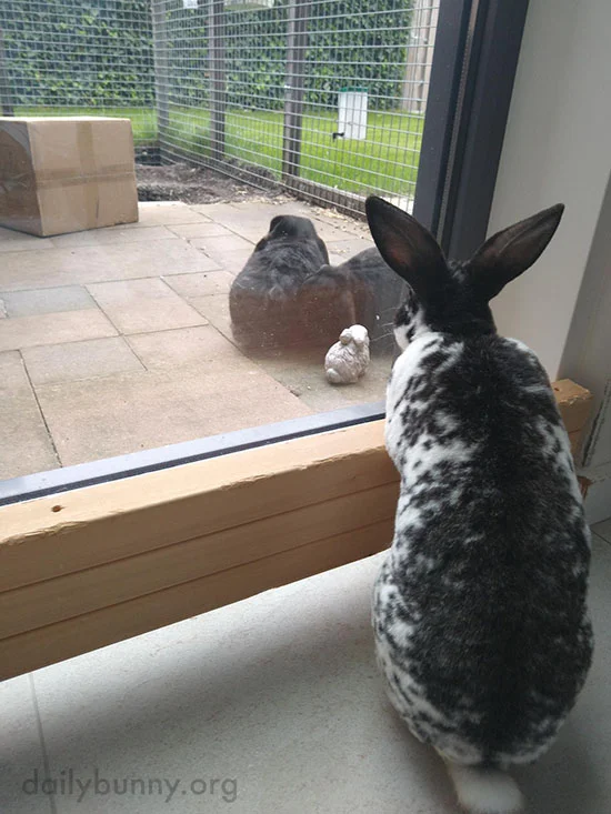 Bunny Has a Case of FOMO 2