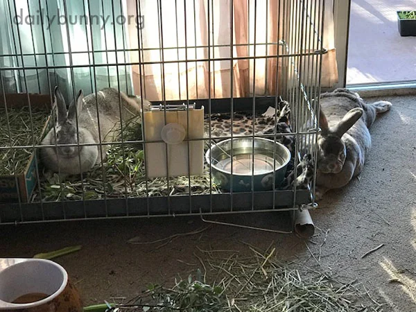 Bunny Quietly Keeps His New Friend Company