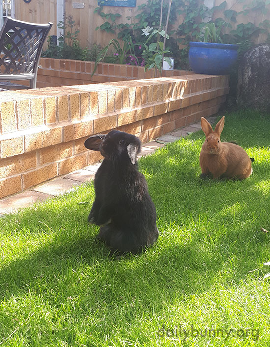 Bunnies Take Advantage of a Beautiful Spring Day in the Backyard