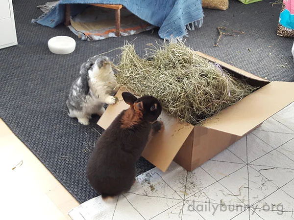 Bunnies Are About to Put the All-You-Can-Eat Policy to the Test