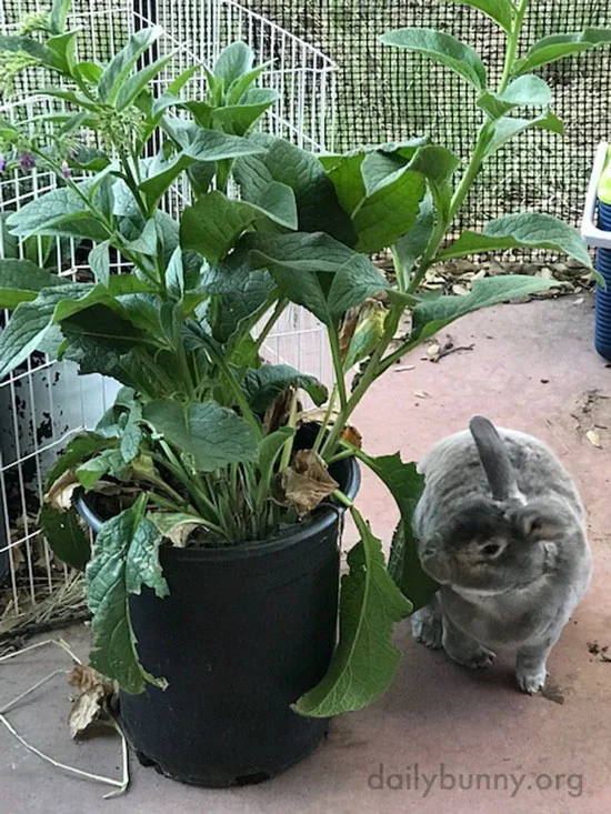 Botanist Bunny Examines Human's Plant and Tastes It—For Science, Of Course 1