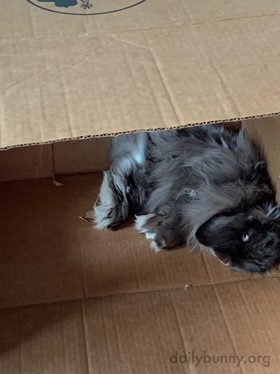A Box Provides Endless Lounging Options for a Bunny 1