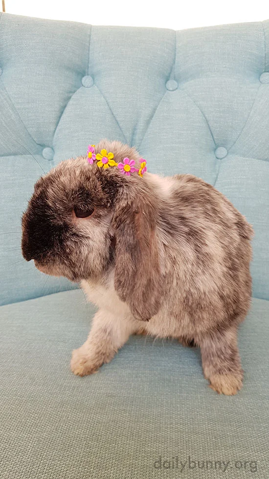 Bunny Is Queen of Spring