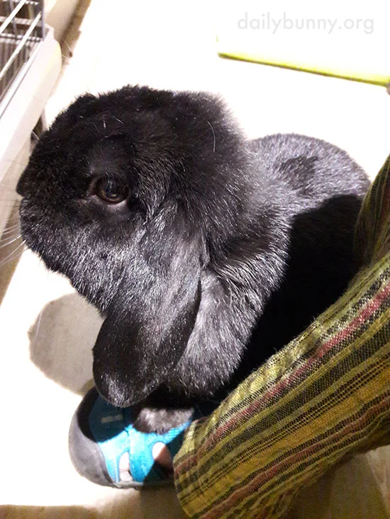 If Bunny Holds Human's Foot, Human Can't Go Anywhere Again