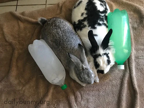 Bunnies Team Up to Cool Down 1