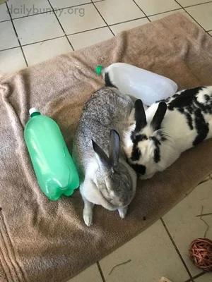 Bunnies Team Up to Cool Down — The Daily Bunny