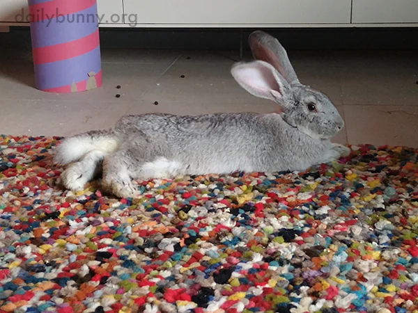 Bunny Prefers a Little Color in His Life