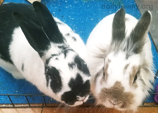 No, Bunnies, Human's Just Snapping a Photo, Not Distributing Treats