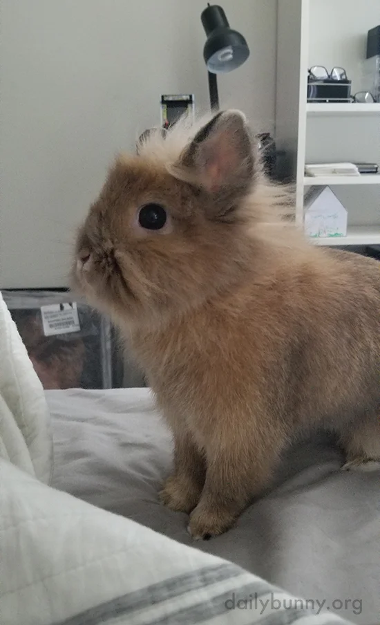 Model Bunny Knows Just How to Pose to Let the Fan's Air Blow Through Her Fur
