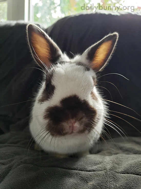 The Sun Highlights Those Cute, Tiny Hairs on Bunny's Ears