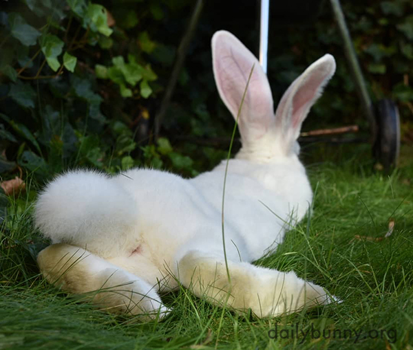 Bunny's Fluffy Tail! — The Daily Bunny