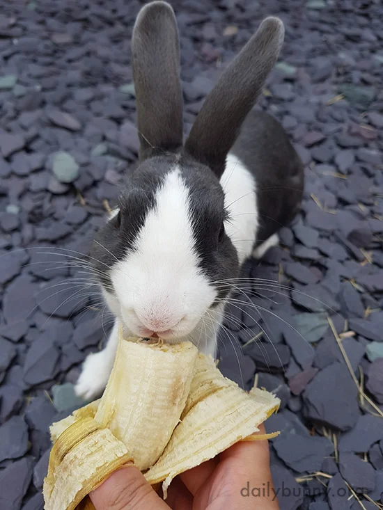 Bunny Will Happily Accept Human's Offering of Banana