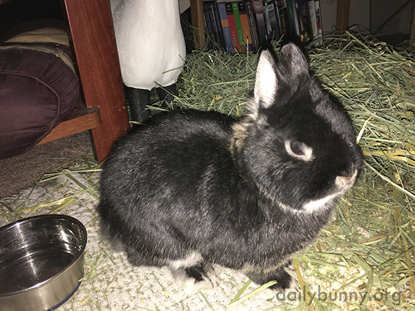 Human Has the Right Idea: Put Hay in Front of the Books and the Books Will Be Safe from Bunny