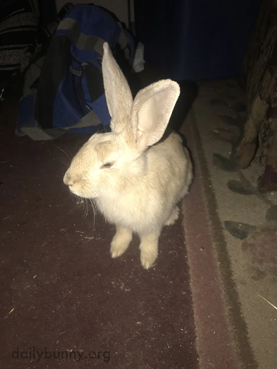 Welcome to Your New Home, Bunny