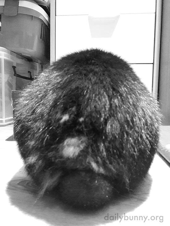Time for the Satisfying Task of Plucking Tufts of Shedding Fur from Bunny's Rump