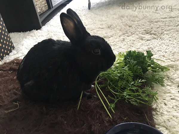 Bunny Knows the Importance of Eating Her Greens