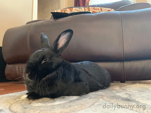 Bunny Settles into Optimal Pets-Receiving Torpedo Mode 1