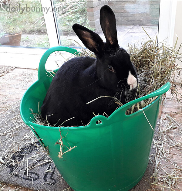 Bunny Is Just Too Hungry to Wait for Human to Finish Distributing the Hay