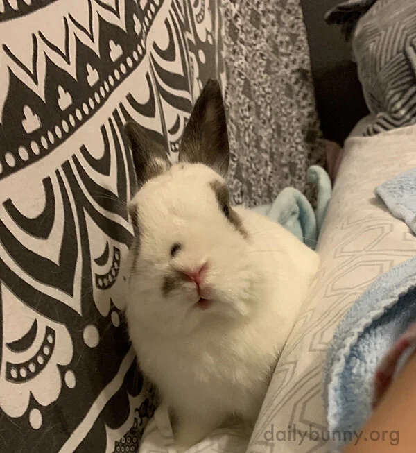 Bunny's Face When Human's Found His Snug Little Hiding Spot