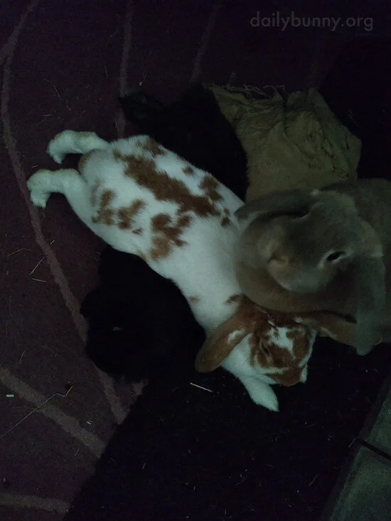 A Bunny Pileup