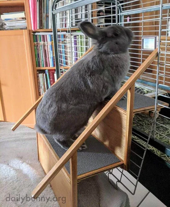 Bunny Learns to Climb His CustomBuilt Stairs — The Daily Bunny
