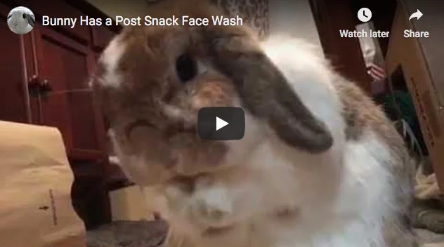 Bunny Has a Post-Snack Face Wash