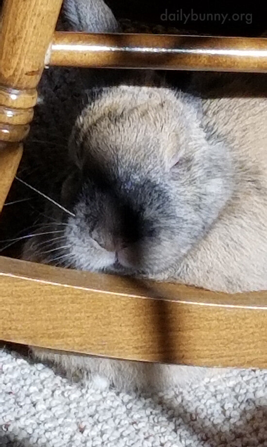 That Sunbeam Is Warming Up Bunny's Fur While She Naps