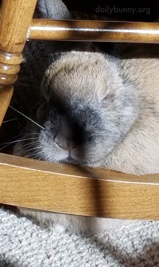 That Sunbeam Is Warming Up Bunny's Fur While She Naps — The Daily Bunny