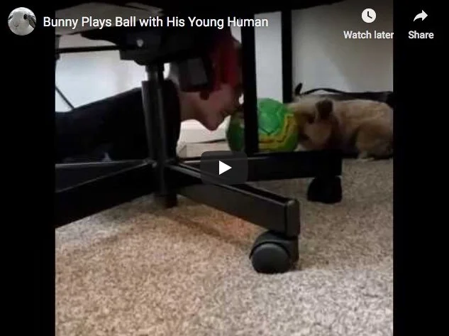 Bunny Plays Ball with His Young Human