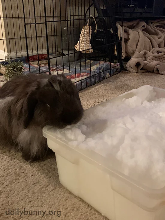 What Is This, Human? It's Cold and Powdery... Do You Think It'd Be Good for Digging?