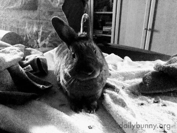 Bunny Is Sweetly Inquisitive