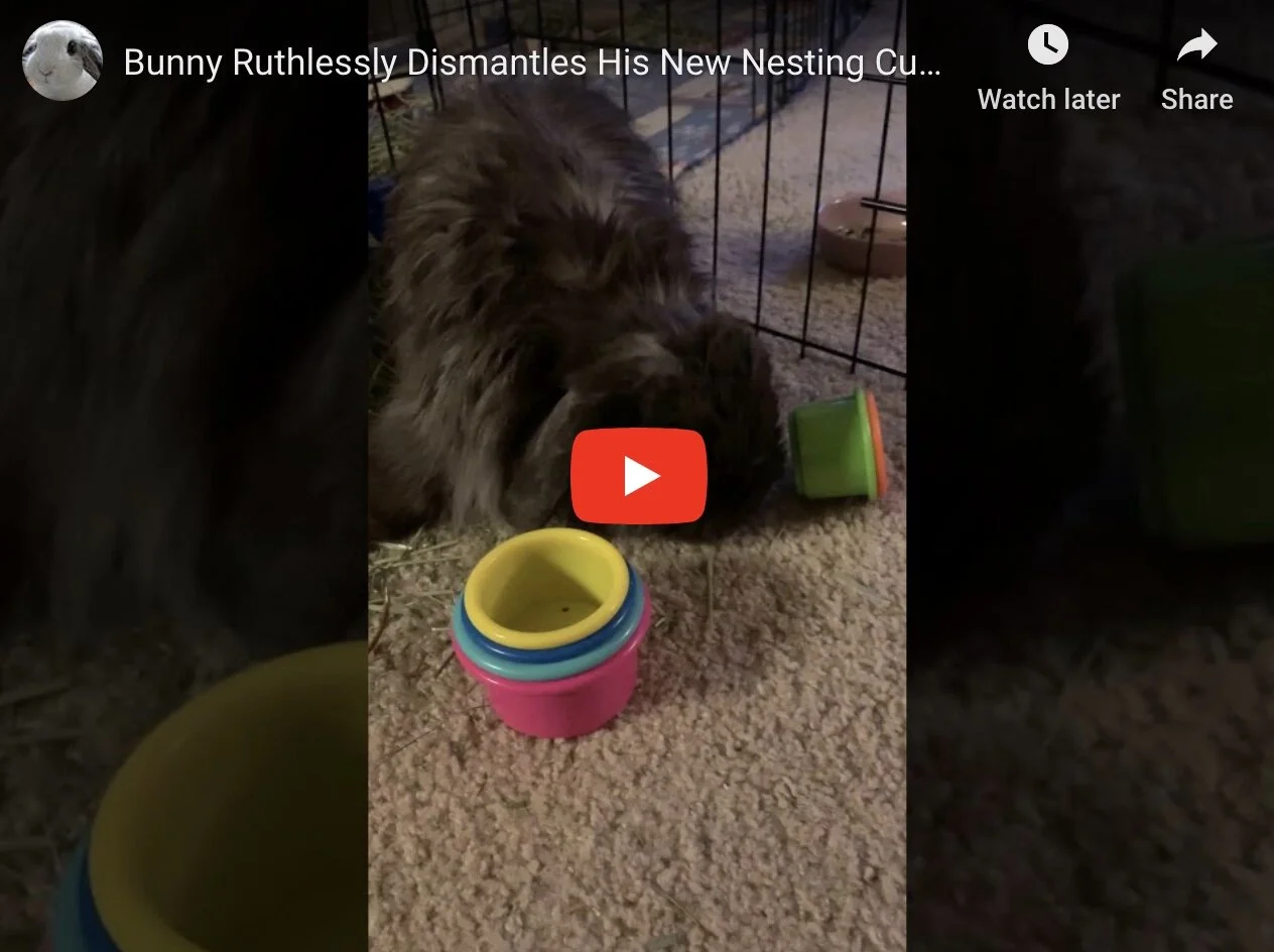 Bunny Ruthlessly Dismantles His New Nesting Cups