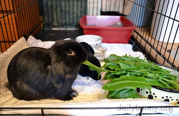 Human: Can You Really Eat All That? Bunny: Silly Question.