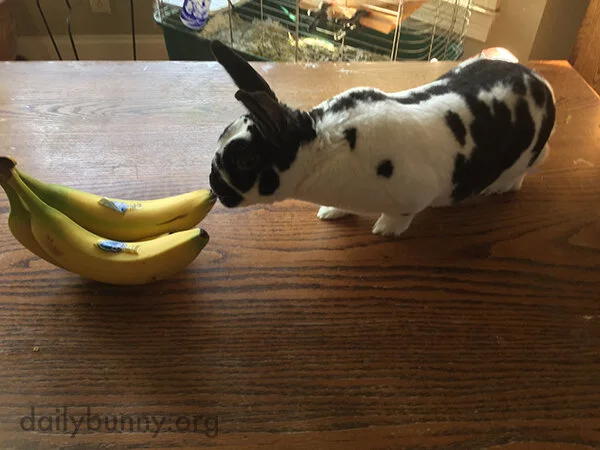 I'm Going to Need Help Peeling These, Human