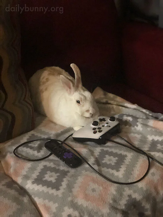 Bunny Will Overwrite Her Human's Save File