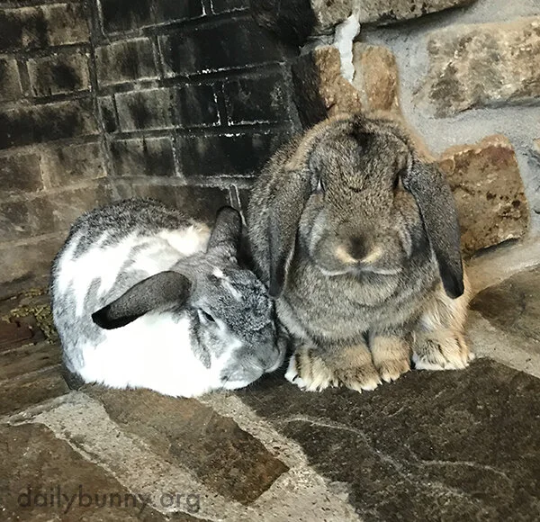Bunny Your Friend Wants Some Nuzzles The Daily Bunny
